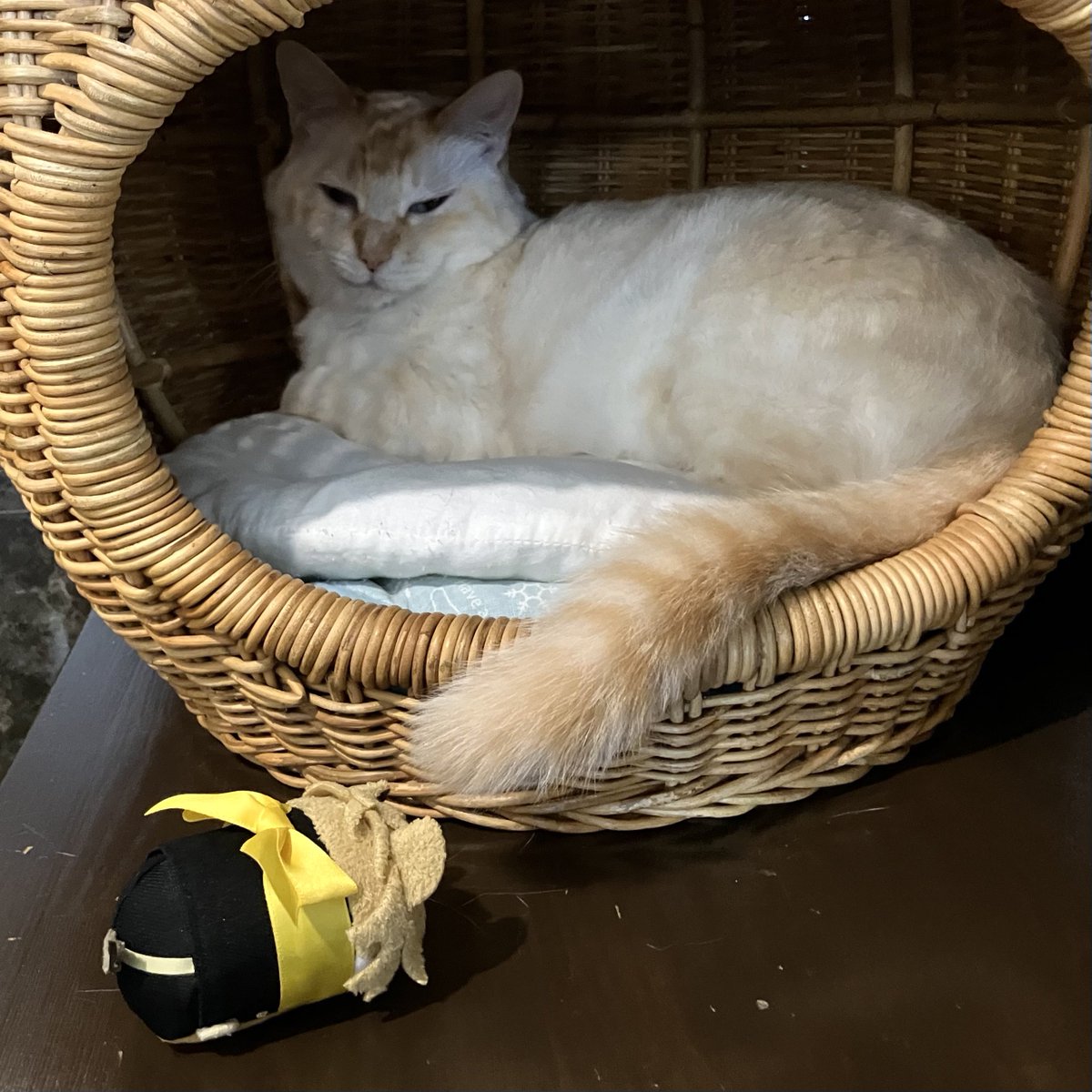 usagiO33's tweet photo. 猫喫茶
まずはご挨拶まわりツムちゃん https://t.co/SXuKLRstje