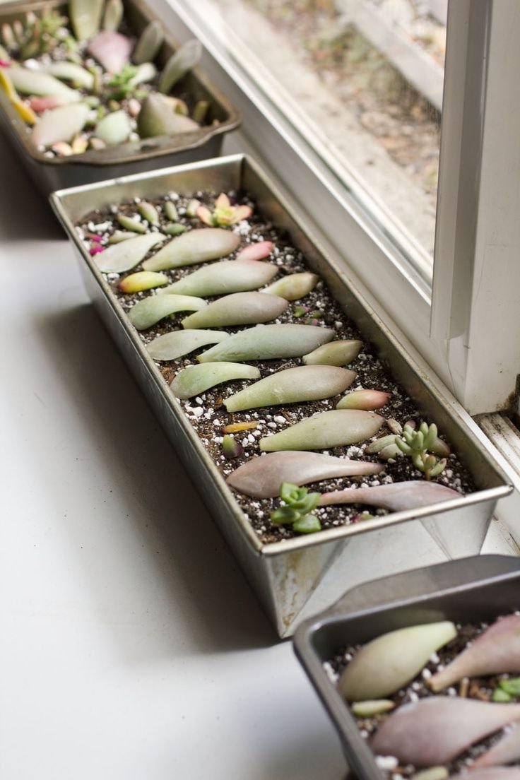93lives_design's tweet photo. @deryaa1214 Defs looks like dead succulent cuttings lol https://t.co/eXDo1yqUfW