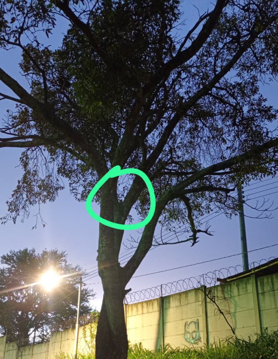 GoodFortunResSV's tweet photo. Queremos agradecer @BomberosSV  por ayudar a rescatar a unos gatitos bebés que estaban atrapados en un árbol super alto en sector Zacamil. Gracias especiales a todos los vecinos que apoyaron y han dado resguardo! 
Se les busca casita a los gatitos bebes. Escribanos! https://t.co/iTkdRT9azc