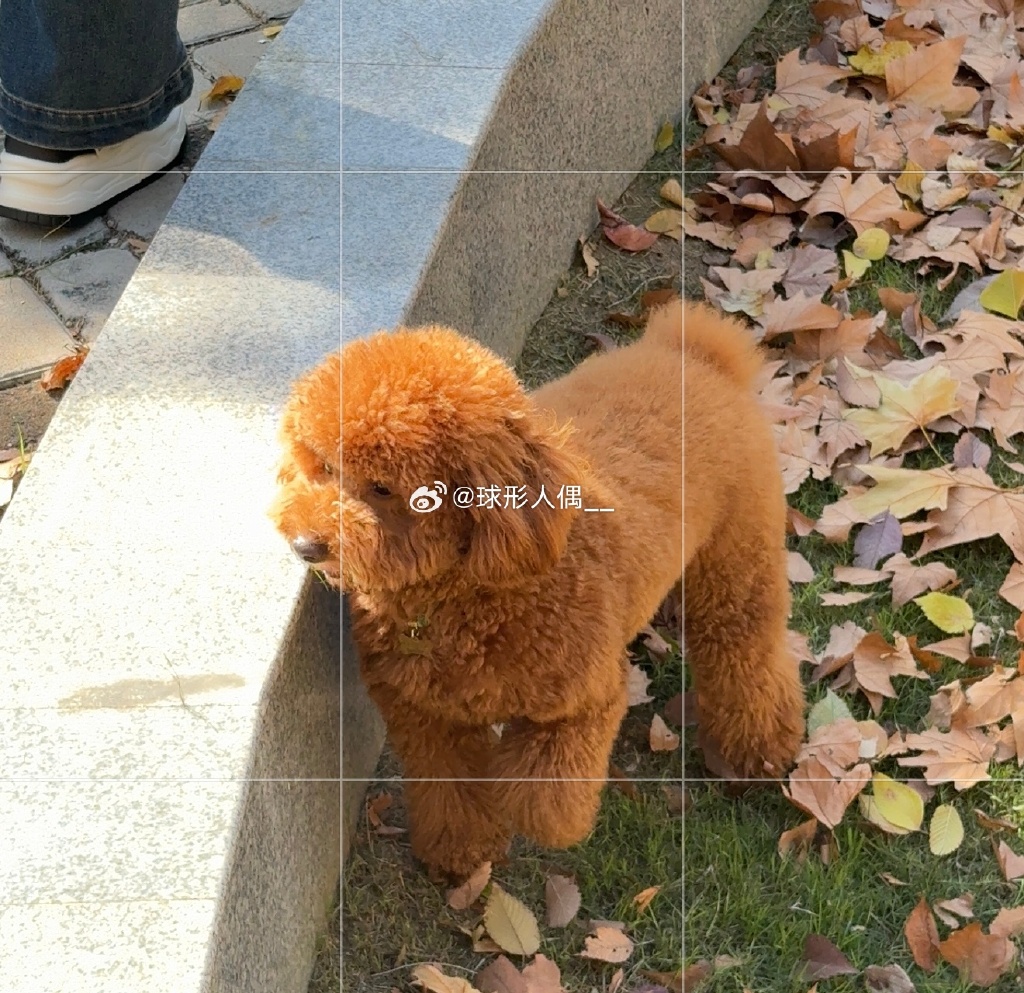 vevamberova's tweet photo. This little furball went from a wobbly pup to a pro at chasing sunbeams in just 6 months  Small paws, big adventures make my heart full!， https://t.co/VOGgvQTgGP