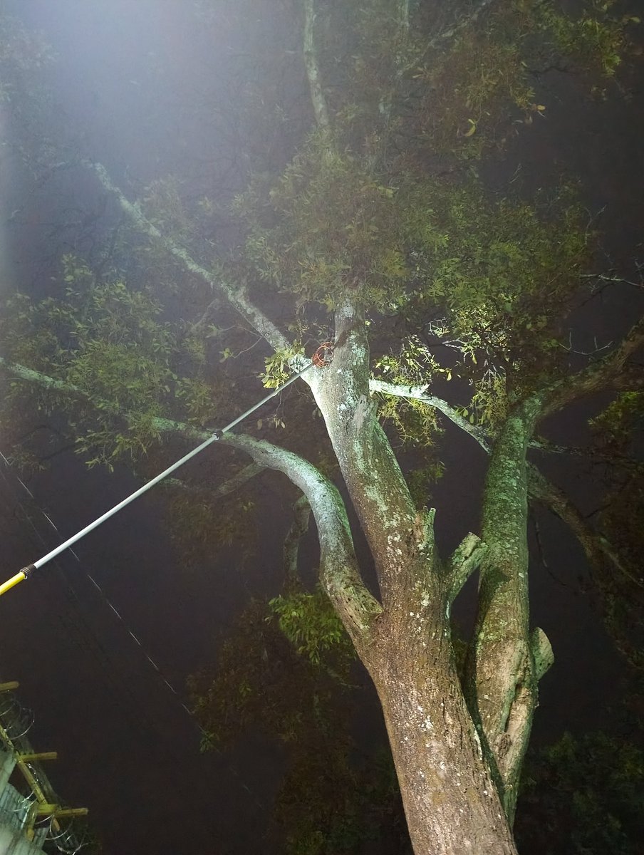GoodFortunResSV's tweet photo. Queremos agradecer @BomberosSV  por ayudar a rescatar a unos gatitos bebés que estaban atrapados en un árbol super alto en sector Zacamil. Gracias especiales a todos los vecinos que apoyaron y han dado resguardo! 
Se les busca casita a los gatitos bebes. Escribanos! https://t.co/iTkdRT9azc