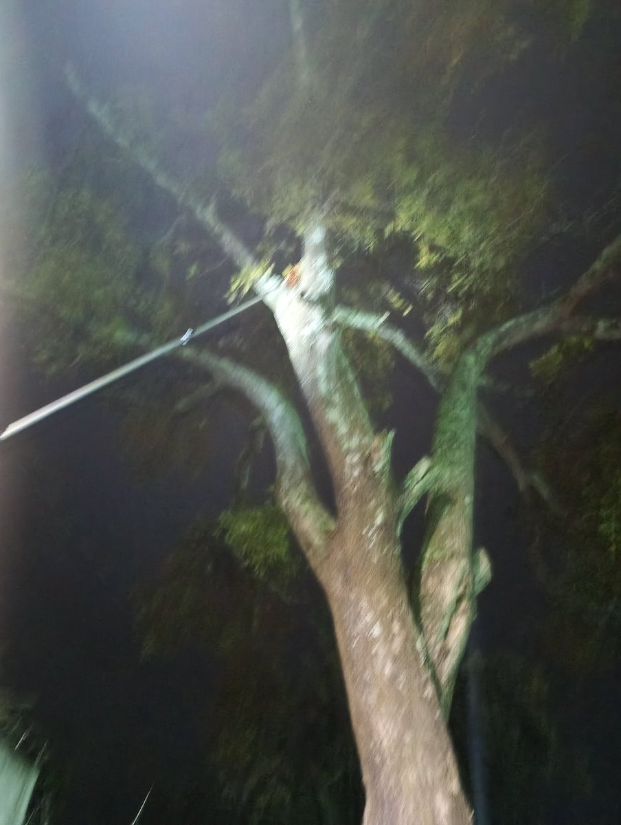 GoodFortunResSV's tweet photo. Queremos agradecer @BomberosSV  por ayudar a rescatar a unos gatitos bebés que estaban atrapados en un árbol super alto en sector Zacamil. Gracias especiales a todos los vecinos que apoyaron y han dado resguardo! 
Se les busca casita a los gatitos bebes. Escribanos! https://t.co/iTkdRT9azc