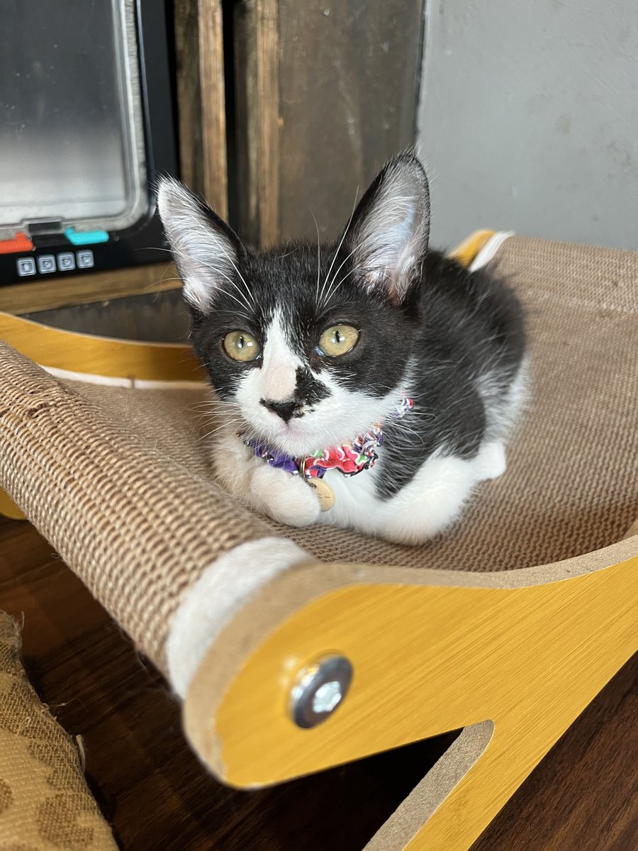 kamiitanyanko's tweet photo. 上板にゃんこ亭12時～OPENです🐱💕

長いしっぽをぶんぶん💪あおい🐾
のんびりくつろぐかがりとジムニー🫶
いりこにくっつきたいべアズ😘

皆さまのご来店をお待ちしております❣️ https://t.co/eAlcW1t8dq