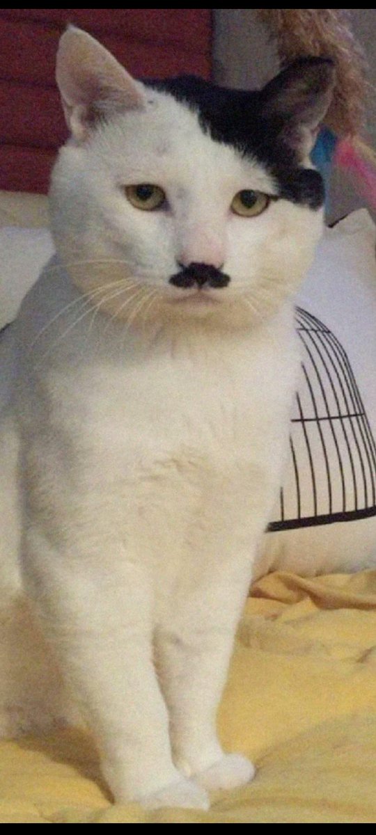 serhi07's tweet photo. @since1795 тем временем админ🙄
-вот такая вот фигня маляра😼 https://t.co/cc8hmjeWJQ