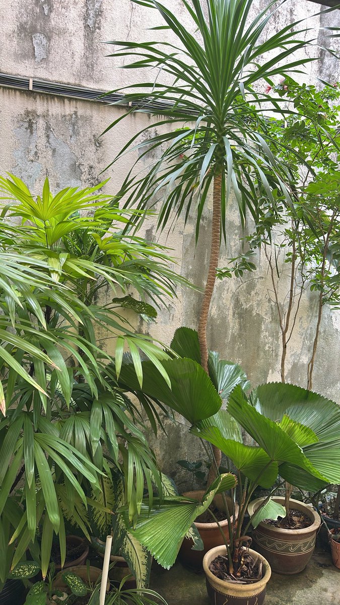 HiZack1420917's tweet photo. Mini jungle kt rmh aku😊 https://t.co/T5Pqjpu6fl