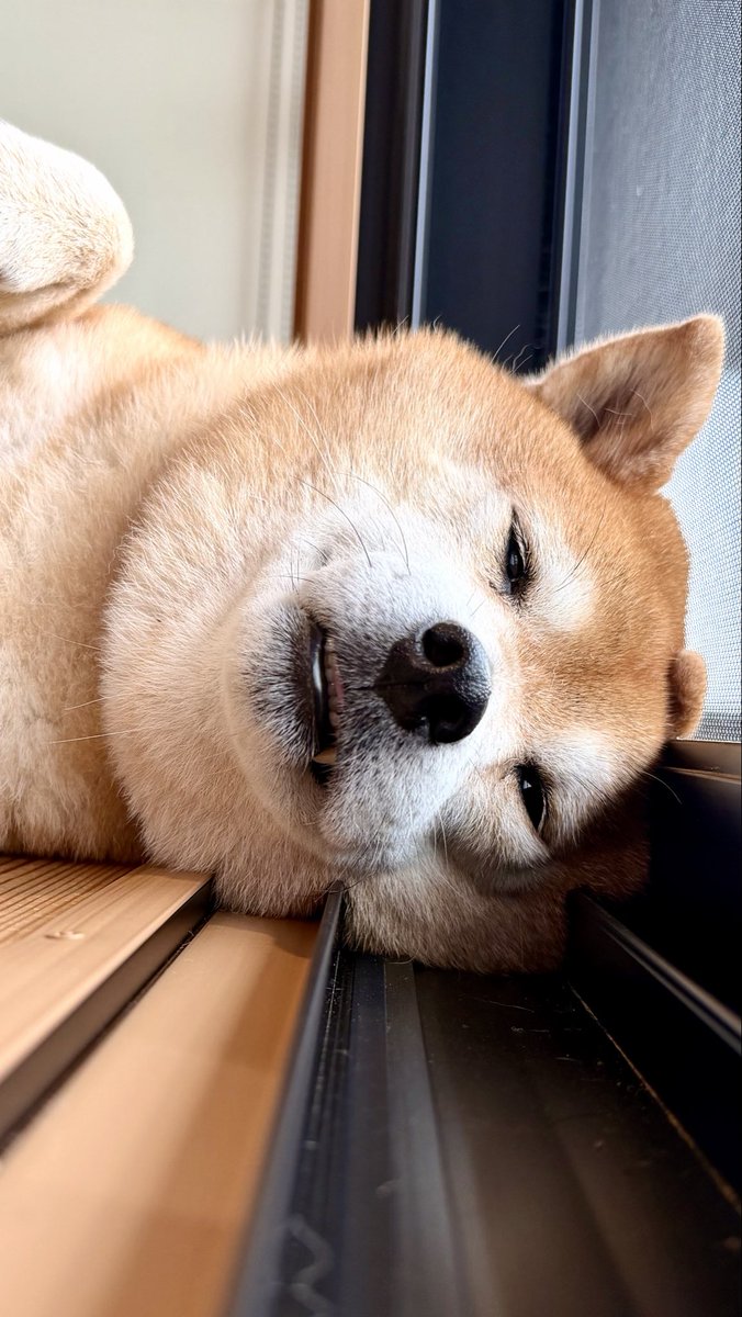 柴犬たけちよ (@takechiyo_shiba) / Posts / X