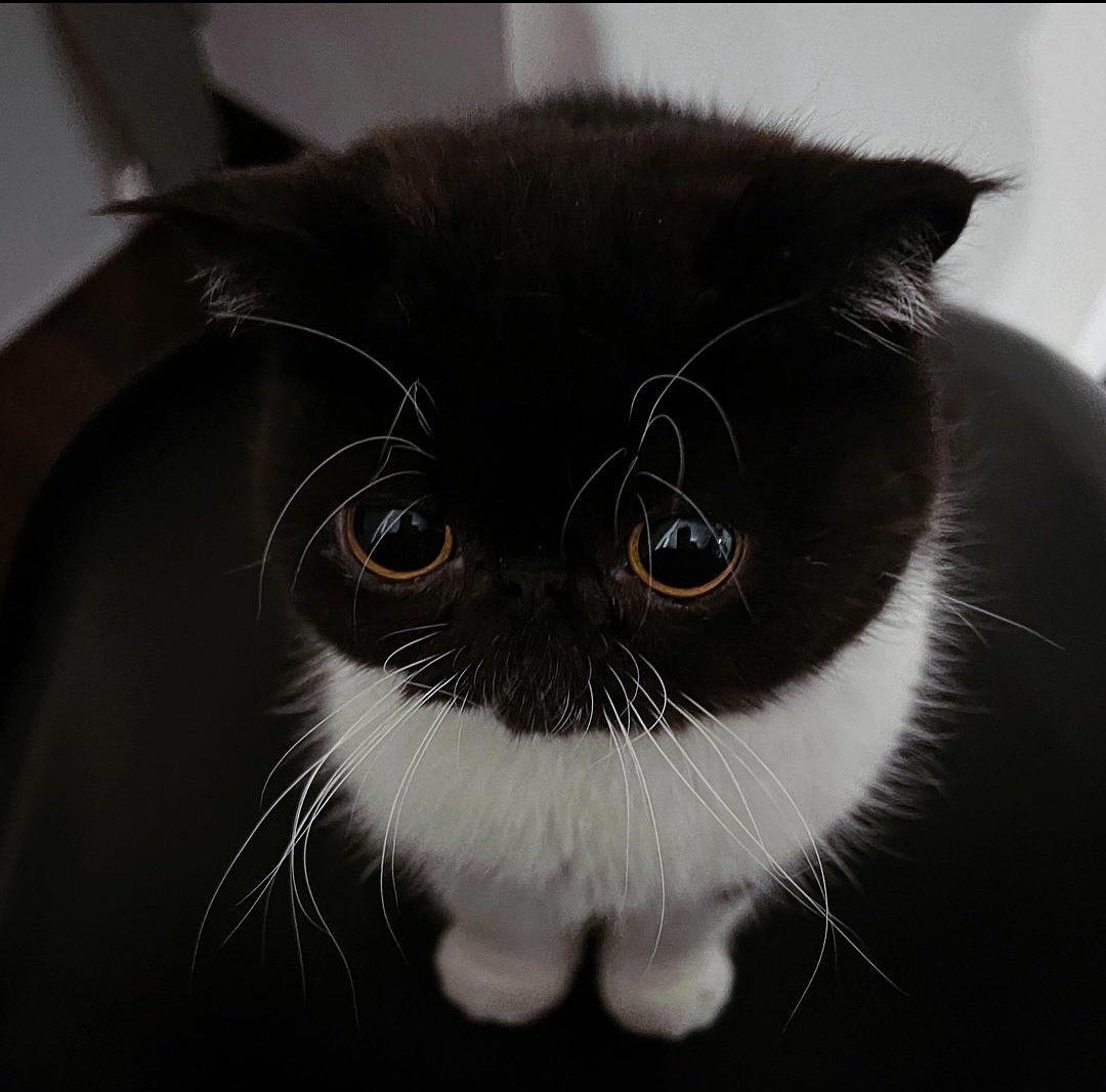 PunchingCat's tweet photo. https://t.co/bqfQOq1lvc
