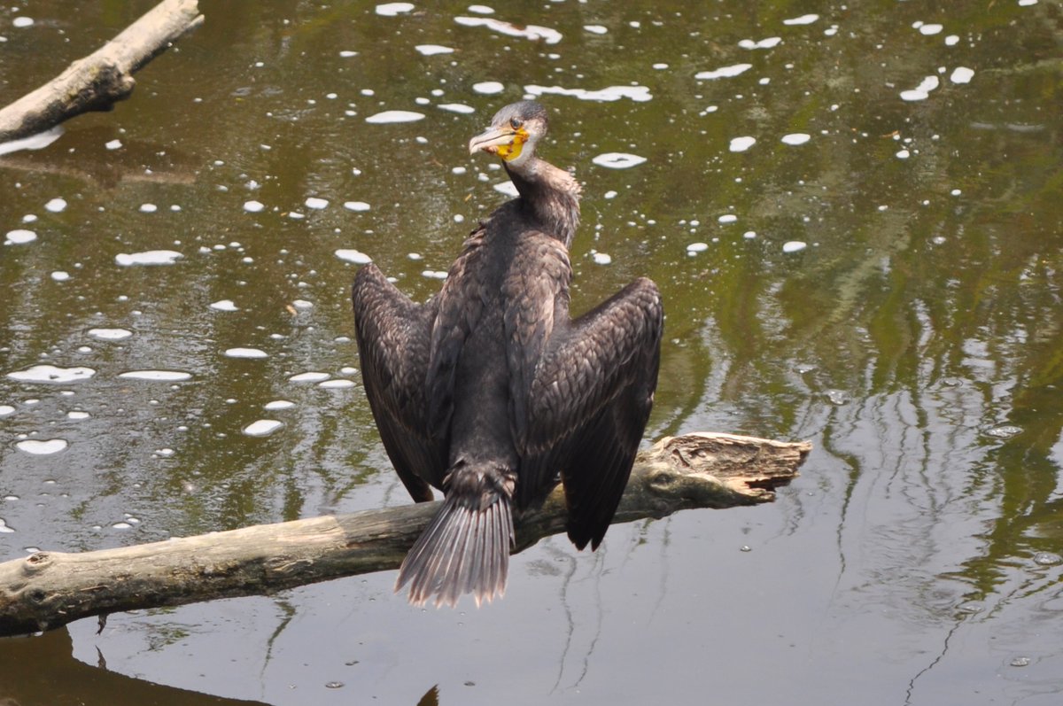 yacho1030's tweet photo. よく回る首ですね！

#館山野鳥の森　＃野鳥　＃野鳥観察　＃野鳥画像　＃野鳥撮影　＃野鳥写真　＃カワウ https://t.co/OqFfnHx7W8
