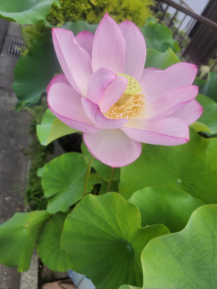 coldgree's tweet photo. 朝早くじゃないと観れない蓮の花が
今朝、観れたよ
早朝（日の出の頃）からゆっくり開き始め、午前7時〜9時頃に一番きれいに咲きます
昼には閉じてしまう

お昼頃になると
花はだんだんとしぼんでつぼみの状態に戻ります。これを3〜4日ほど繰り返したあと、花は落ちます
観れて良かった

#蓮の花 https://t.co/0jS4vAmvLZ