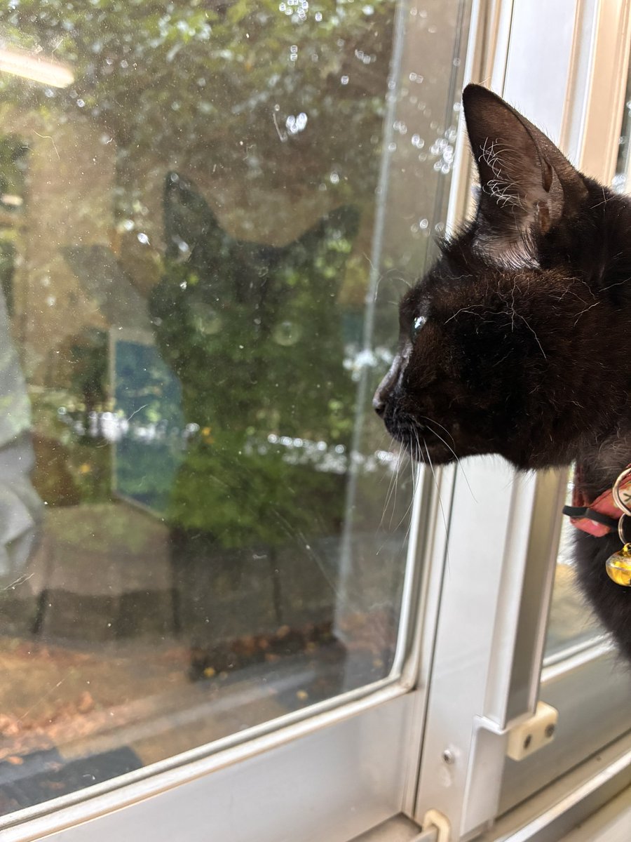 catsandpc's tweet photo. 外にいるカラスに釘付け https://t.co/u7qC5MMSbN