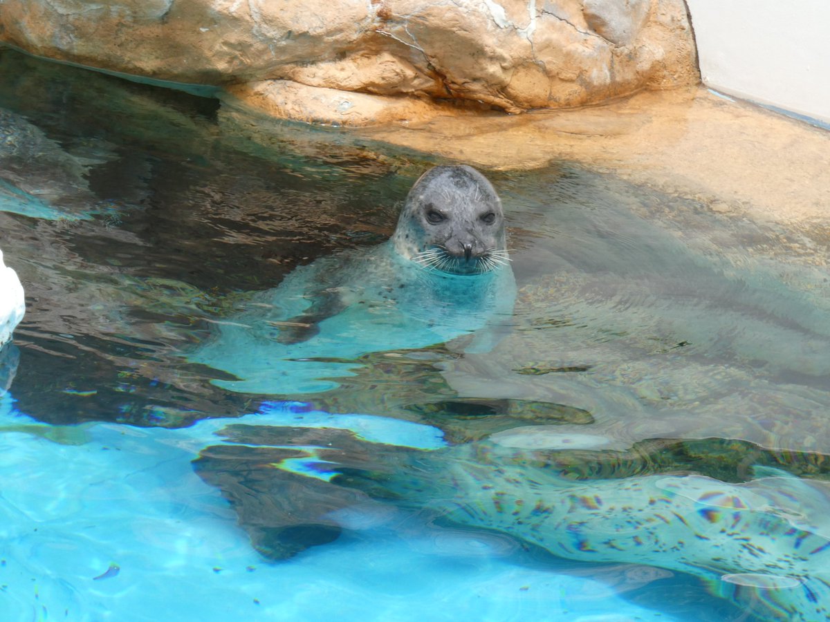sujiko_candy's tweet photo. きりっとしてて可愛いい
#越前松島水族館
#TZ99 https://t.co/gp4Ap58Ln0