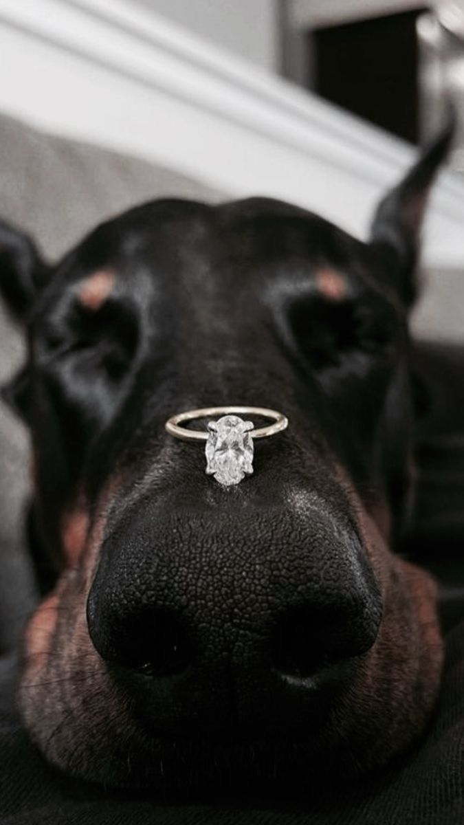 sylviahound2's tweet photo. Watch how my doggo propose to me, come check it out.💍😍❤️
Link on my bio🖇️💌
#DogsAreFamily #doggos https://t.co/30nQXzEolB