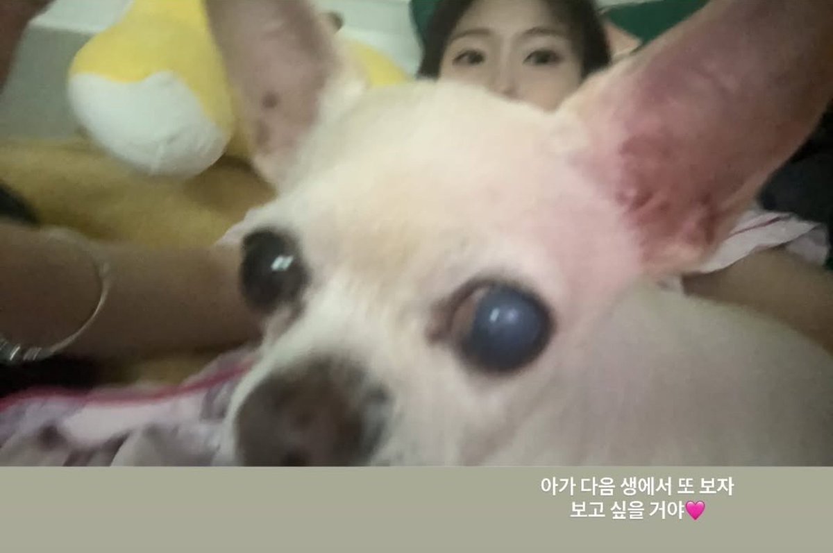 seoyoungeunpics's tweet photo. 260728 || Youngeun ( 0.e_na ) update on instagram story (2)

🦊:
So cute 🤦‍♀️
Waiting patiently
Baby, let's meet again in the next life. I'll miss you 💗.

* Rest in peace sarang :( * https://t.co/6OxjRlUgpC