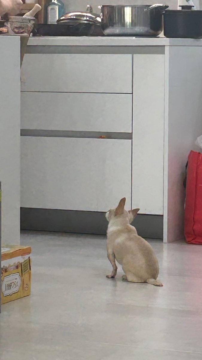 seoyoungeunpics's tweet photo. 260728 || Youngeun ( 0.e_na ) update on instagram story (2)

🦊:
So cute 🤦‍♀️
Waiting patiently
Baby, let's meet again in the next life. I'll miss you 💗.

* Rest in peace sarang :( * https://t.co/6OxjRlUgpC