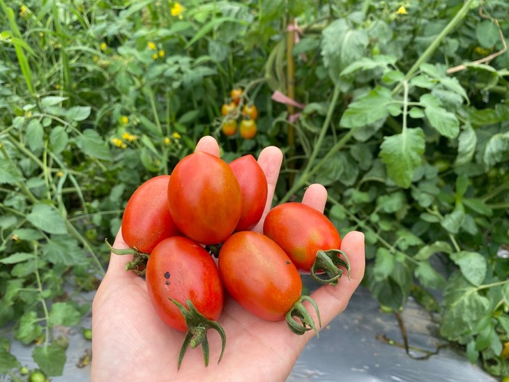 Koredebir_panda's tweet photo. Fresh organic cherry tomatoes 2 for $3 at local farmers' market! Perfect for summer salads or pasta. Stop by today!， https://t.co/rluADtbxX0