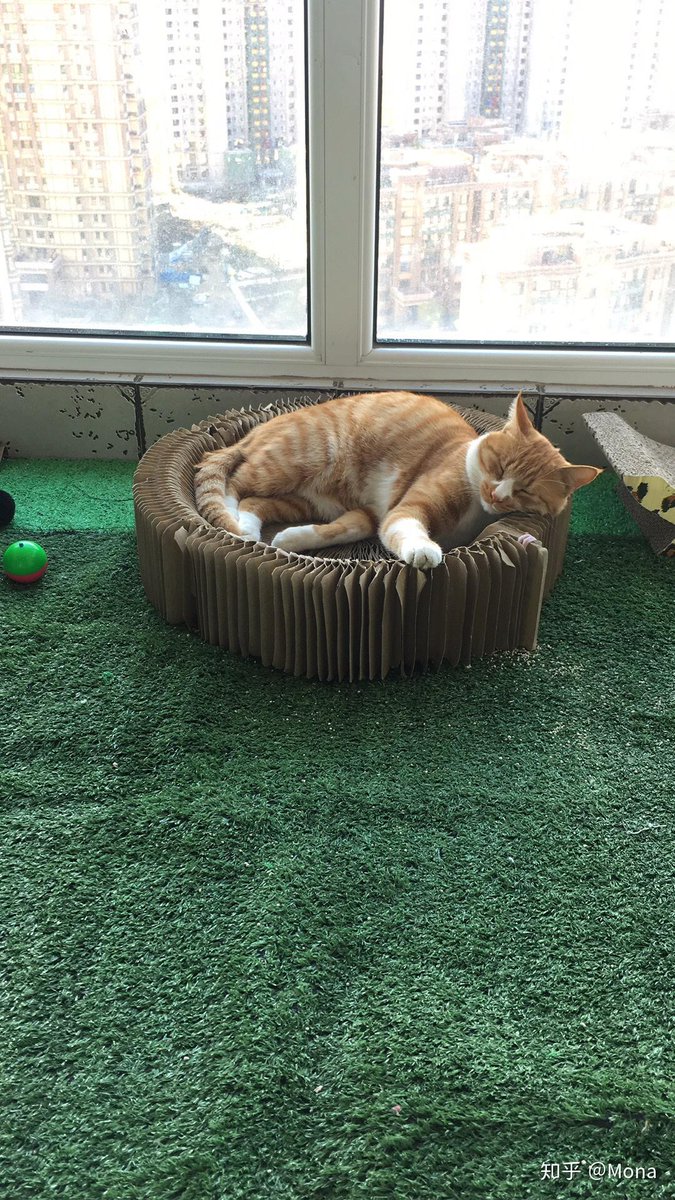 HighTec28114266's tweet photo. [Just 20 mins of folding laundry while my cat steals the softest sweater—small messes, perfect cozy Saturday wins ]， https://t.co/CMsxHsbQjS