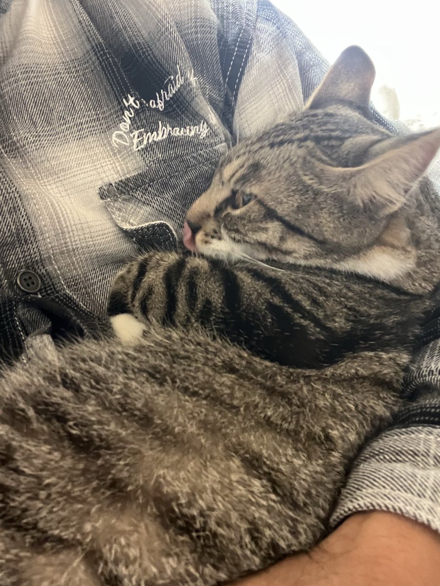 hiro_ibo's tweet photo. 最近ナナが赤ちゃん返りをしています😂💕
寝る時はいつも一緒のかまってちゃん笑

生後数日で保護した子なので
他の子たちとは違った感情があります。 https://t.co/ZyiO6bWkqR