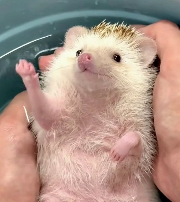 inkblotistan's tweet photo. Hold Hedgehog https://t.co/q9IY4Shu6F
