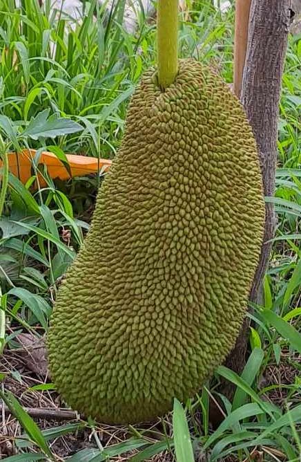 HansBosshard's tweet photo. 🌿 Ever tasted a fruit that’s sweeter than jackfruit + smells like durian? Meet the hidden Cempedak tree! Creamy golden flesh, crispy fritters, chestnut-like seeds &amp; packed with vitamin C. Your next tropical obsession awaits… 😍
https://t.co/K6jQmAU387 
#Cempedak https://t.co/a19KdW5Apr