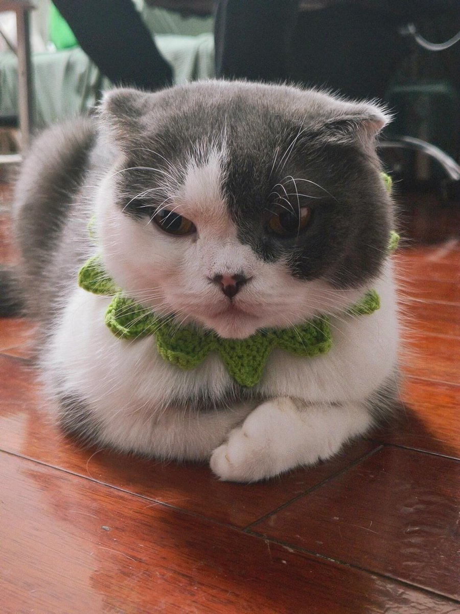 AnnabelleF83142's tweet photo. Just finished this hand-knit mini scarf for my cat! Soft yarn + tiny size = purr-fect accessory upgrade , https://t.co/A04pPzIob6