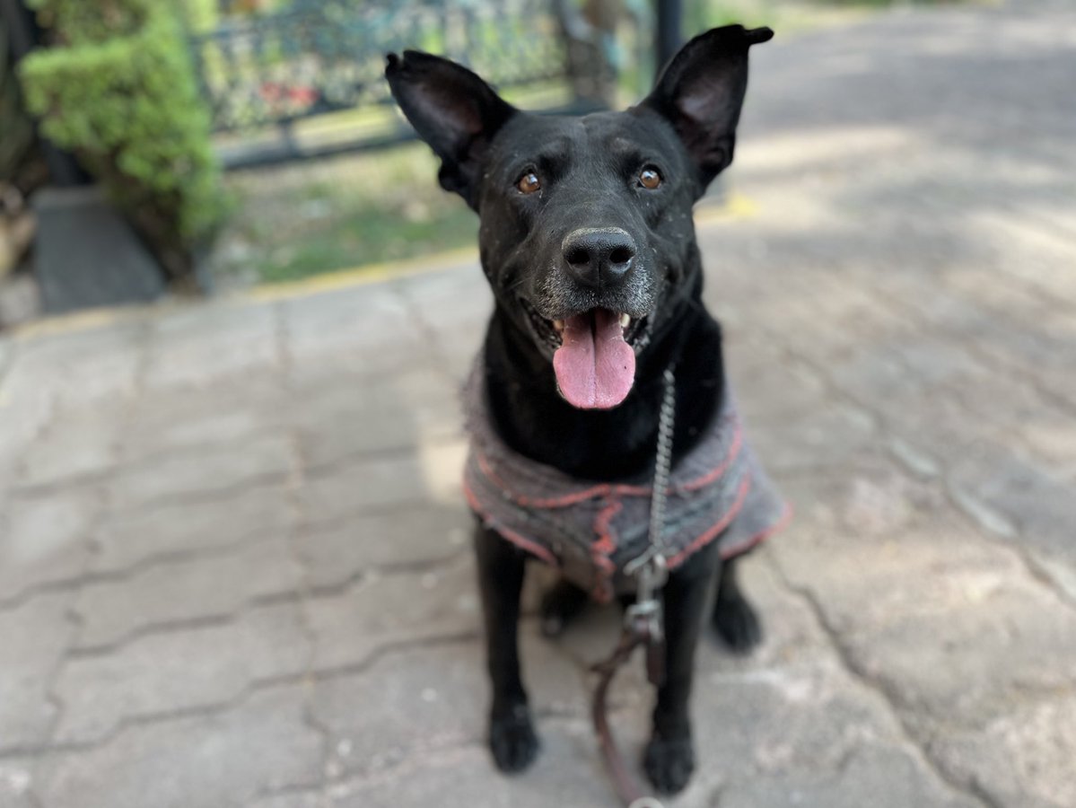 HELA_MORE's tweet photo. Si estás pensando en adoptar, dale una oportunidad a uno de los perritos que casi nadie voltea a ver.

A los negritos.
A los viejitos.
A los de talla grande.
A los que les falta una patita.
A los mestizos.

Y también a los que reúnen varias de esas características al mismo tiempo.

Él es Slinky.
Tiene 6 años, es negrito, de talla grande y sobreviviente de cáncer.

A pesar de todo lo que ha pasado, sigue esperando que alguien lo vea y diga: “él es el que quiero en mi familia.” 🐾

Estamos en CDMX.
Si quieres darle una oportunidad a Slinky, mándanos mensaje. 💛