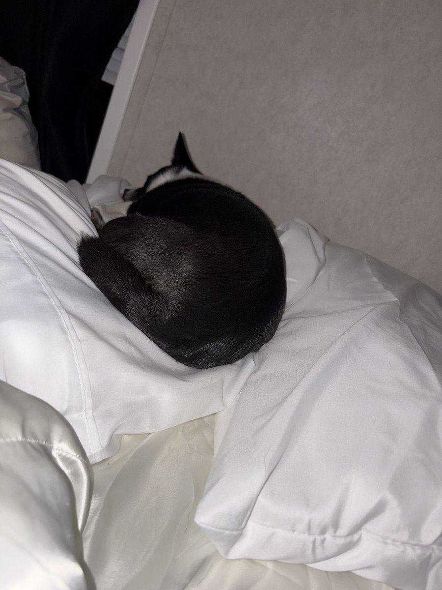 JoyceScott69581's tweet photo. @MathteachCT @Run_Read_Teach Here is my girl on one of her three pillows that she’s confiscated on my bed… https://t.co/lzV6BsQ7Q7