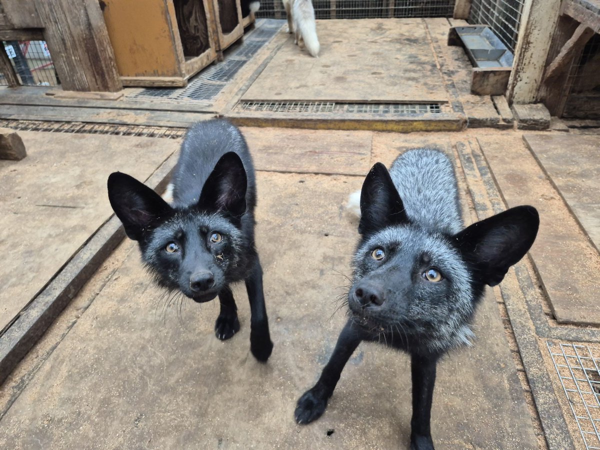 kon_fox_village's tweet photo. 個体差で結構見た目が違いますがどちらもギンギツネ https://t.co/t1k7tmH9eq