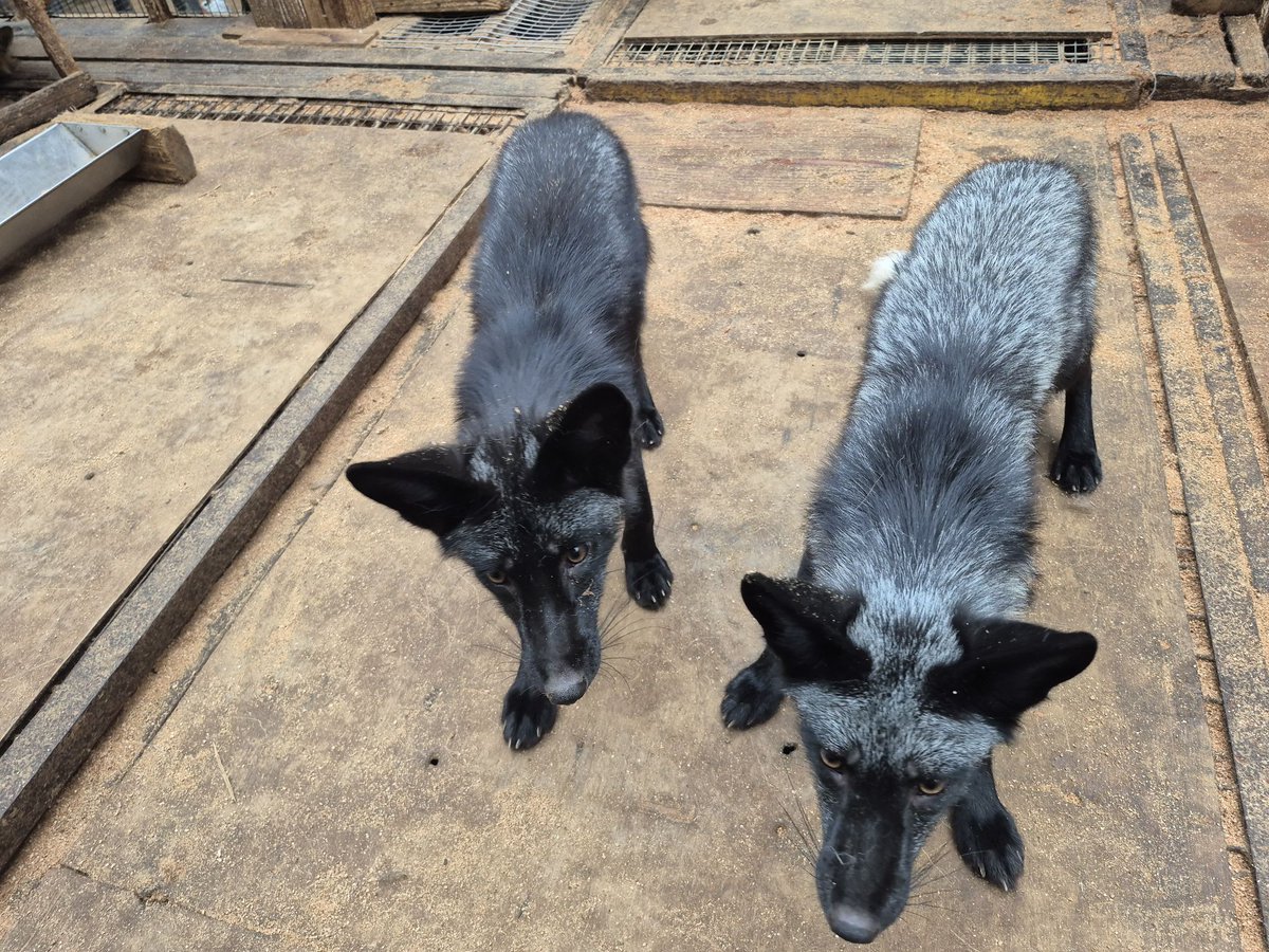 kon_fox_village's tweet photo. 個体差で結構見た目が違いますがどちらもギンギツネ https://t.co/t1k7tmH9eq