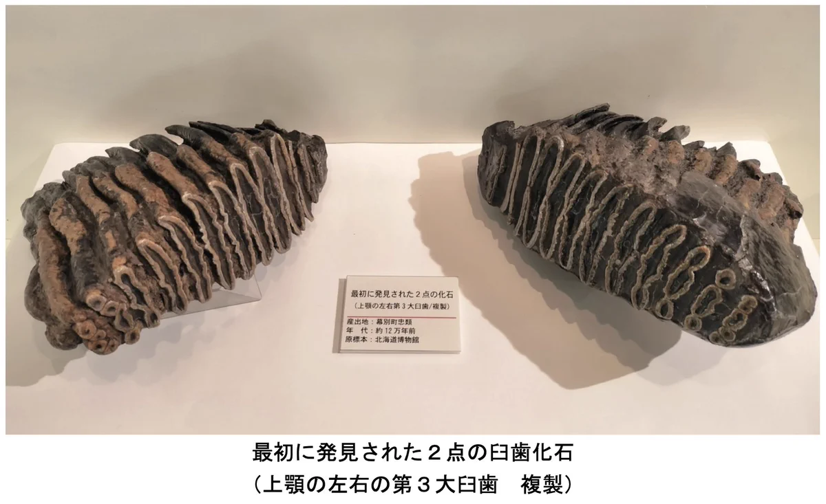忠類ナウマン象記念館【公式】 on X: 