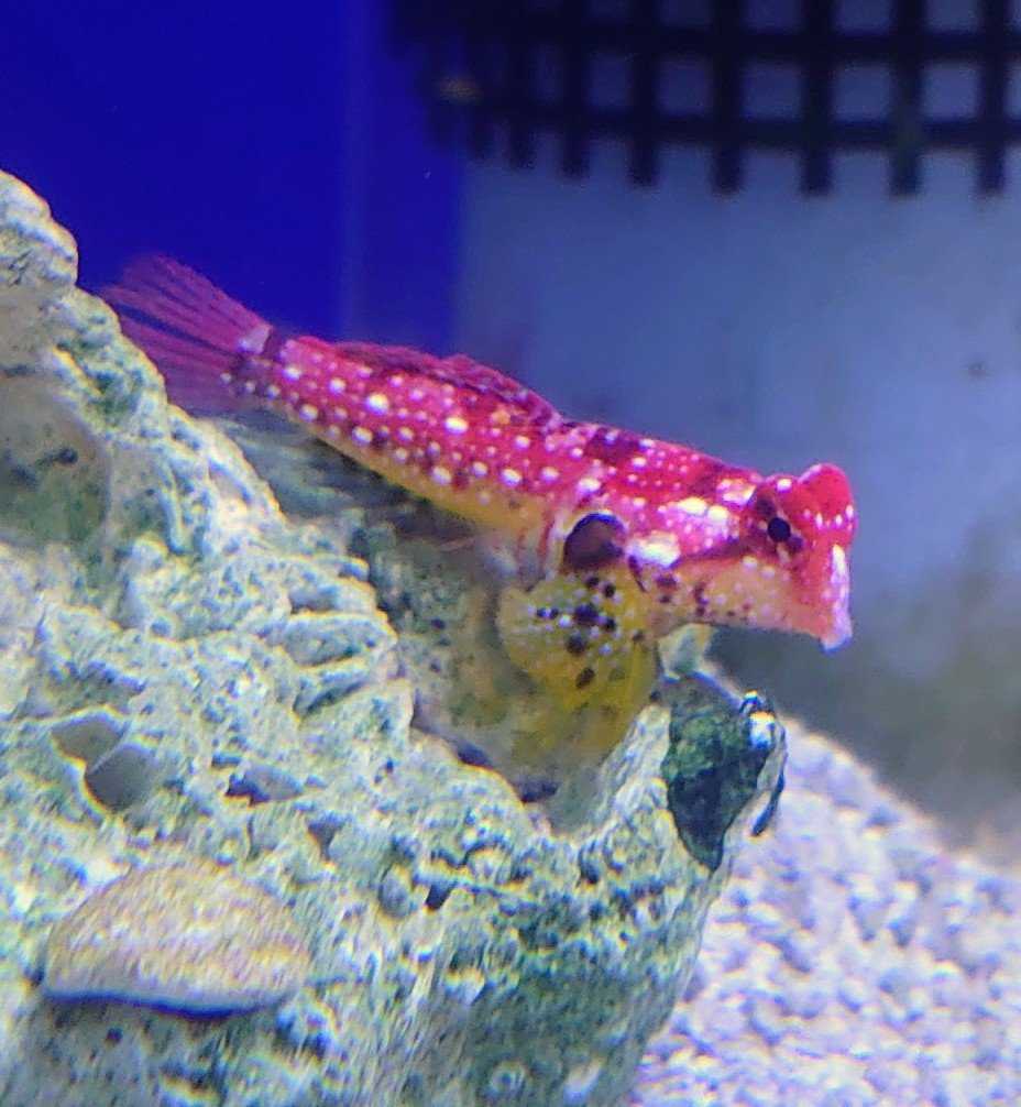 pUeweUq's tweet photo. 可愛いヤツめ❤️やっぱり好きだ
#ルビードラゴネット　#海水魚
#モアアクアガーデン https://t.co/ZSwX3W4HmS