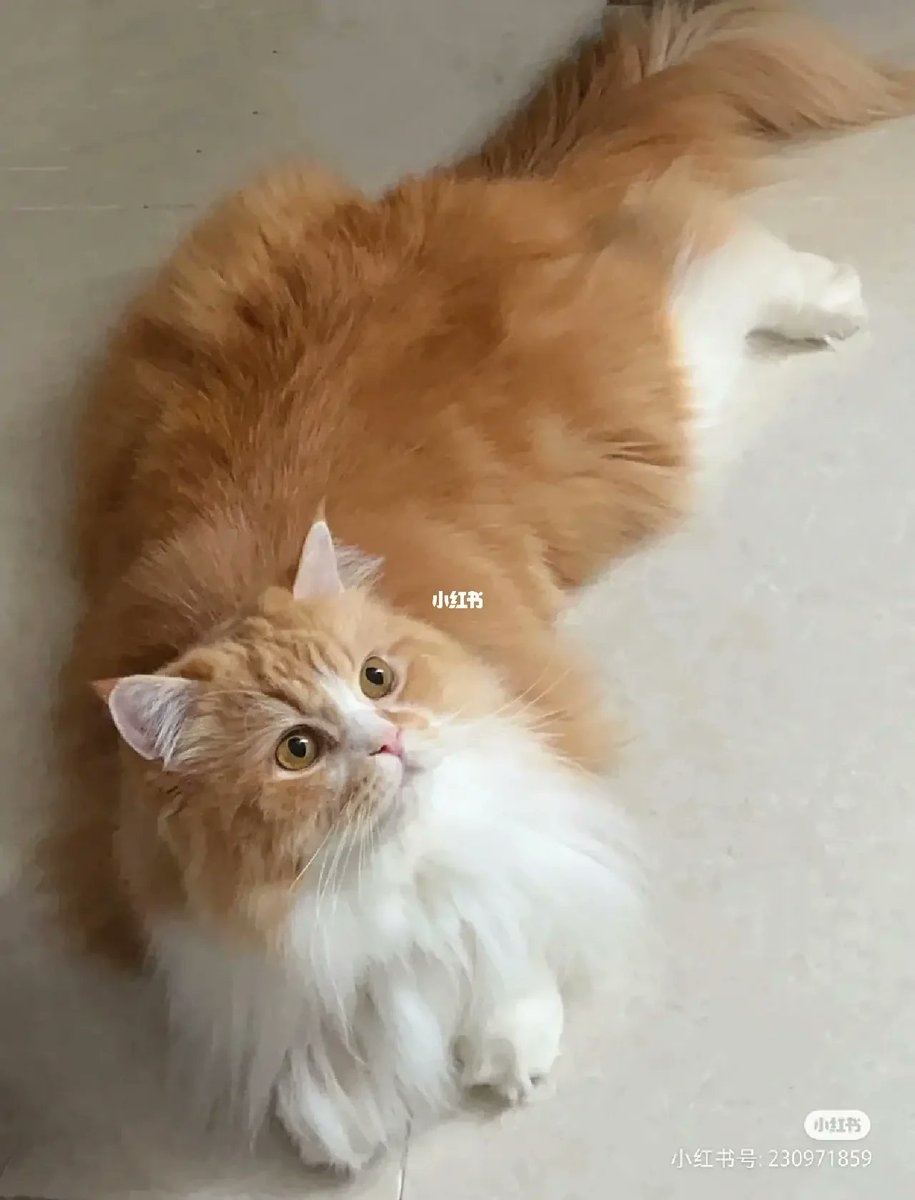 Jeffsmith124's tweet photo. My kitten Mochi just hit 3 months old! She went from a tiny, fumbling fluff ball to a zooming, toy-crazy little chaos gremlin in no time—every meow and purr is my favorite progress update https://t.co/Kkqu8jCjbw