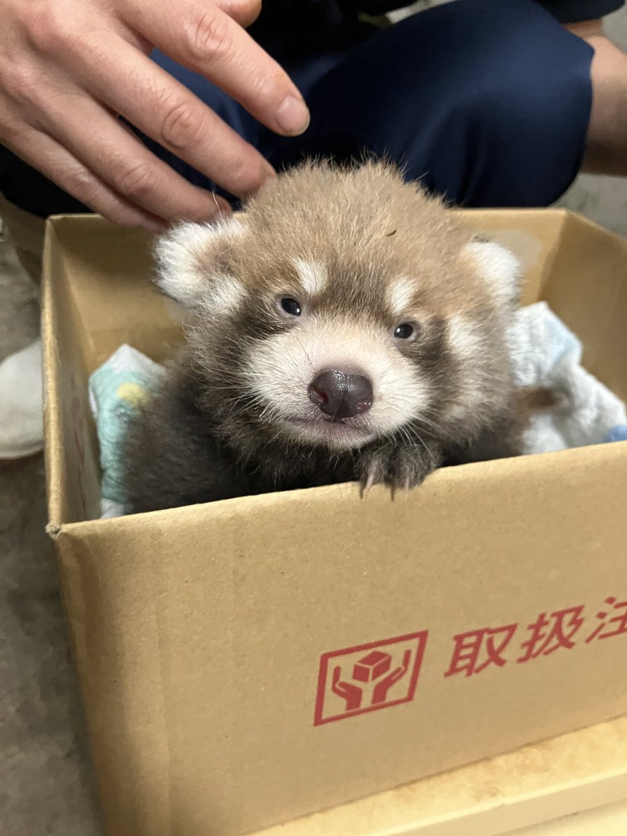 hamurazoo_'s tweet photo. 本日で産まれて１ヶ月が経ちました✨お兄ちゃんと違って、威嚇はせず🤭ピンチだと思うとかわいい鳴き声でお母さんを呼んで助けを求める甘えん坊さんです☺️
#羽村市動物公園 #ヒノトントンZOO  #レッサーパンダの赤ちゃん #リーリー https://t.co/68fWALcstC