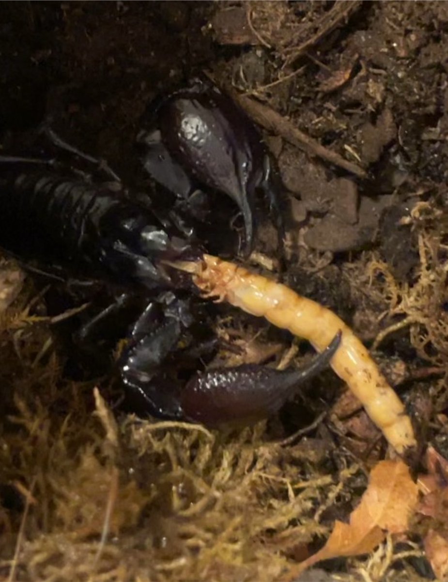 magicianscard's tweet photo. Oh to be a scorpion eating a worm like its a giant spaghetti https://t.co/PnFZ527oxv