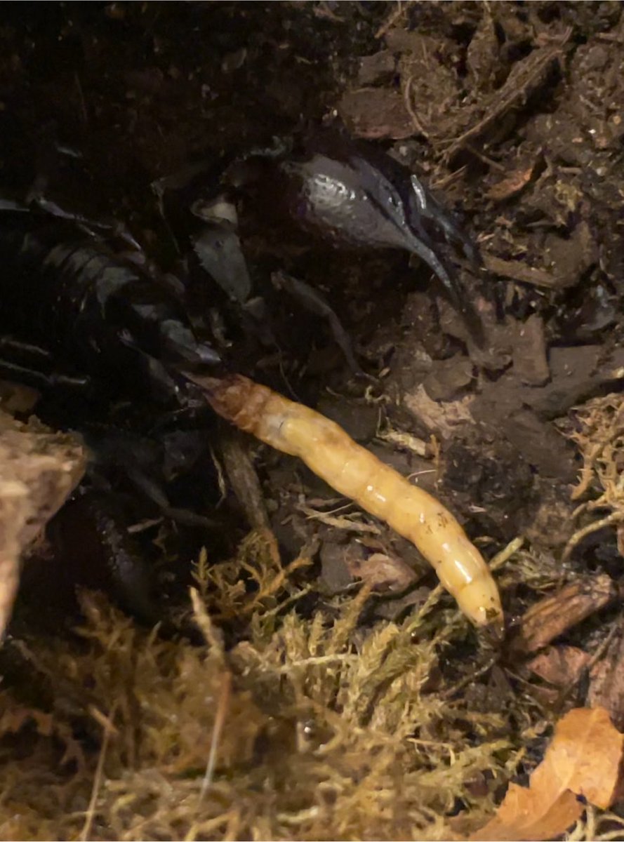 magicianscard's tweet photo. Oh to be a scorpion eating a worm like its a giant spaghetti https://t.co/PnFZ527oxv