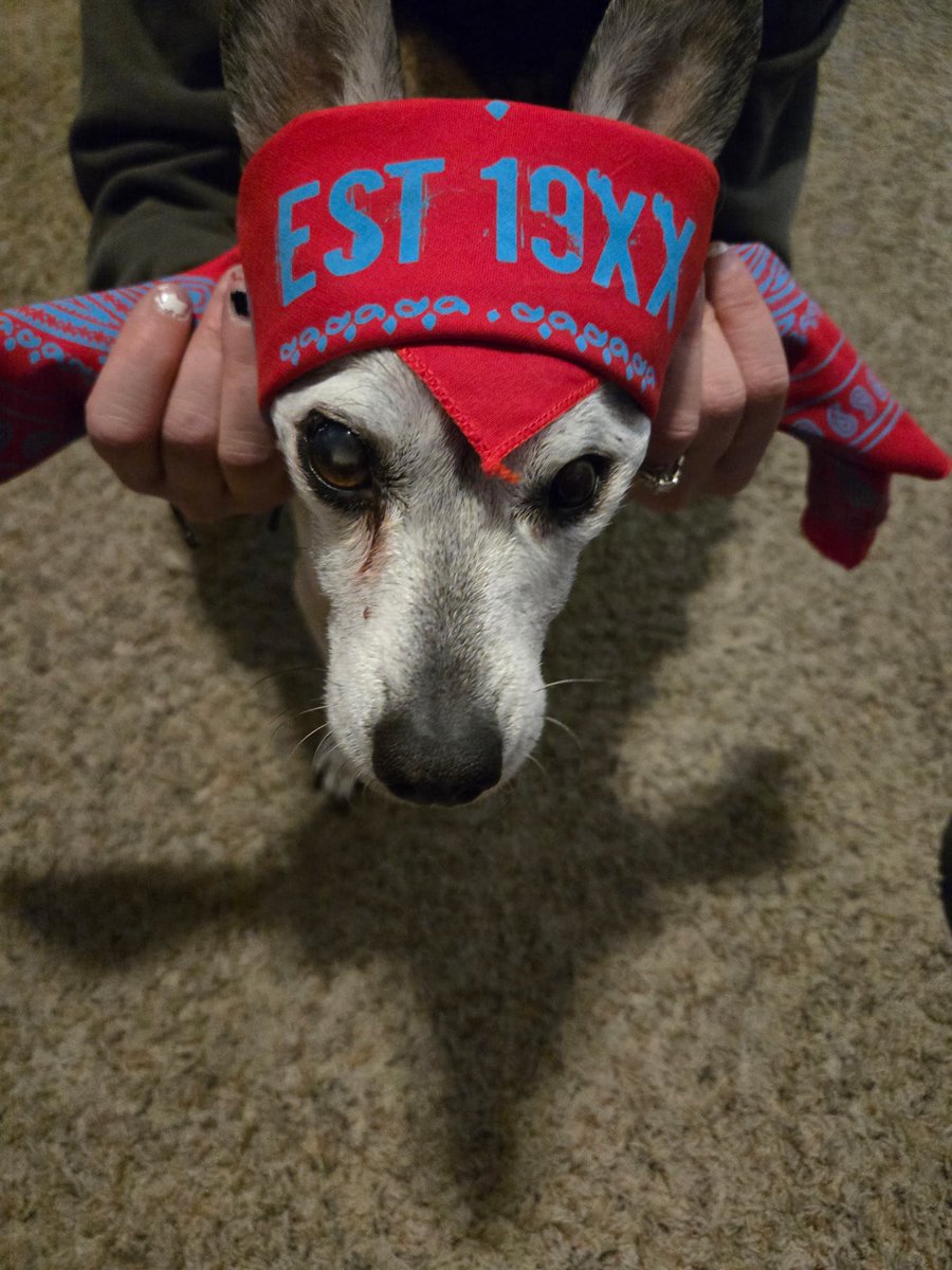 machinegunbexX's tweet photo. This little guy crossed the rainbow bridge today.. the times of my life were the ones with you. ❤️ I know we’ll be bestest of friends forever even without you here. Thank you for an amazing 14 years Mr Jakey Roo Roo 💔🫶 https://t.co/WzirTvziCB