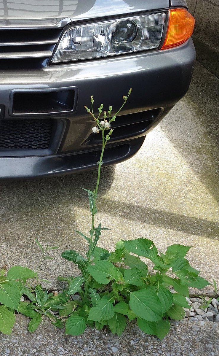 ryoryoryocchi's tweet photo. スゴイ生命力
雑草魂
#nissan
#skyline
#gtr
#skylinegtr
#r32
#bnr32
#32gtr
#r32gtr
#rb26
#rb26dett
#nismo
#vspec2
#ohlins
#VOLKRACING
#te37
#車好きな人と繋がりたい https://t.co/r1PVPe6M9R