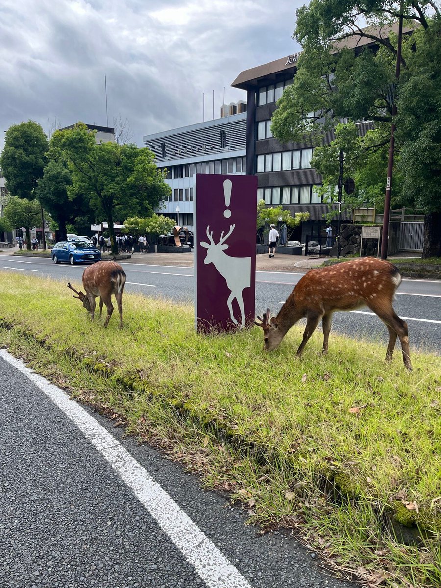 deershouldnt tweet picture