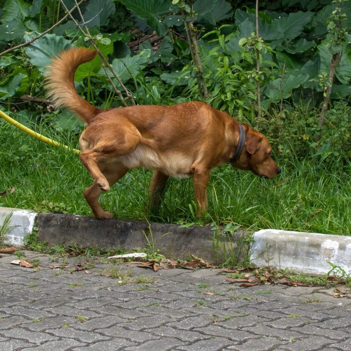 interesting_aIl's tweet photo. A Swiss town will soon begin fining dog owners $114 if they don’t clean up after their pets urinate

Rising temperatures have made the smell much worse in public https://t.co/0qrNKtrdO3