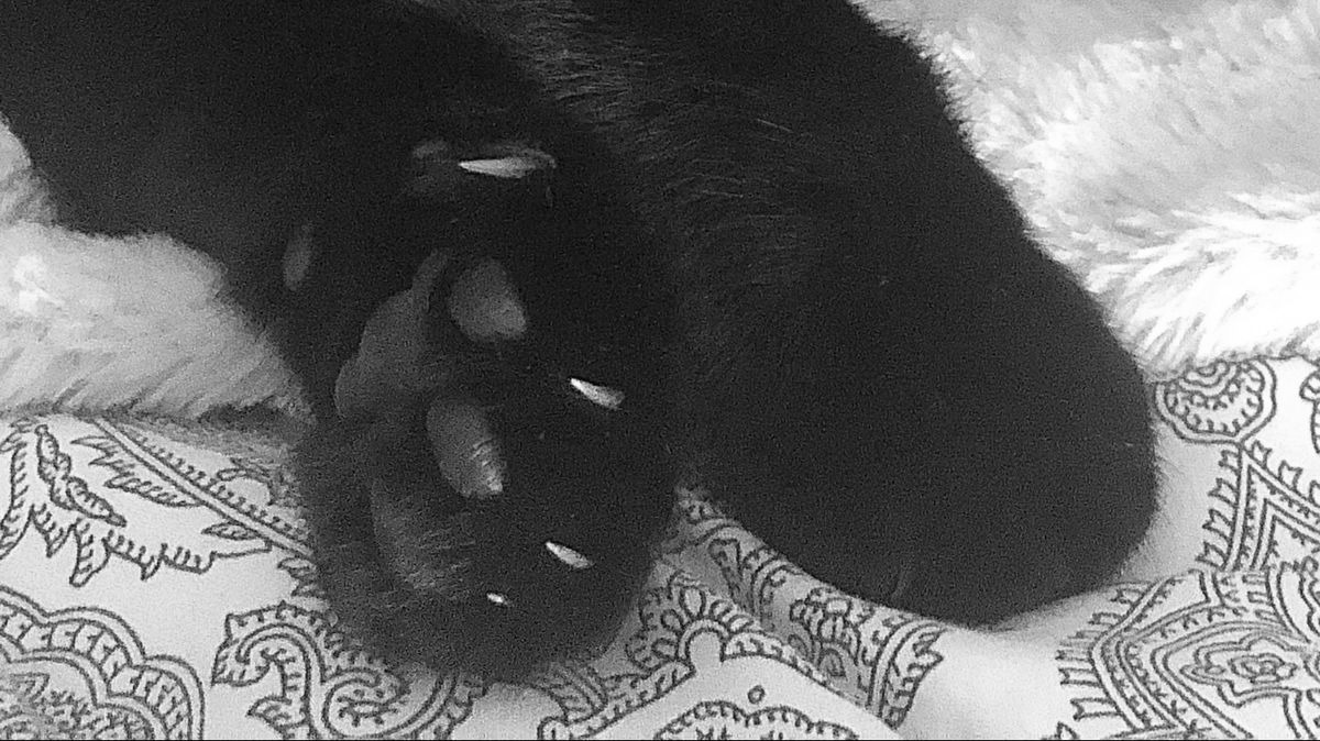 kittykr4ft's tweet photo. . .  regardless of the dangers in this scary , scary world ! 
                              ⏔⏔⏔ ꒰ (•˕ •マ.ᐟ꒱ ⏔⏔⏔ https://t.co/5fZ8bHI5LQ
