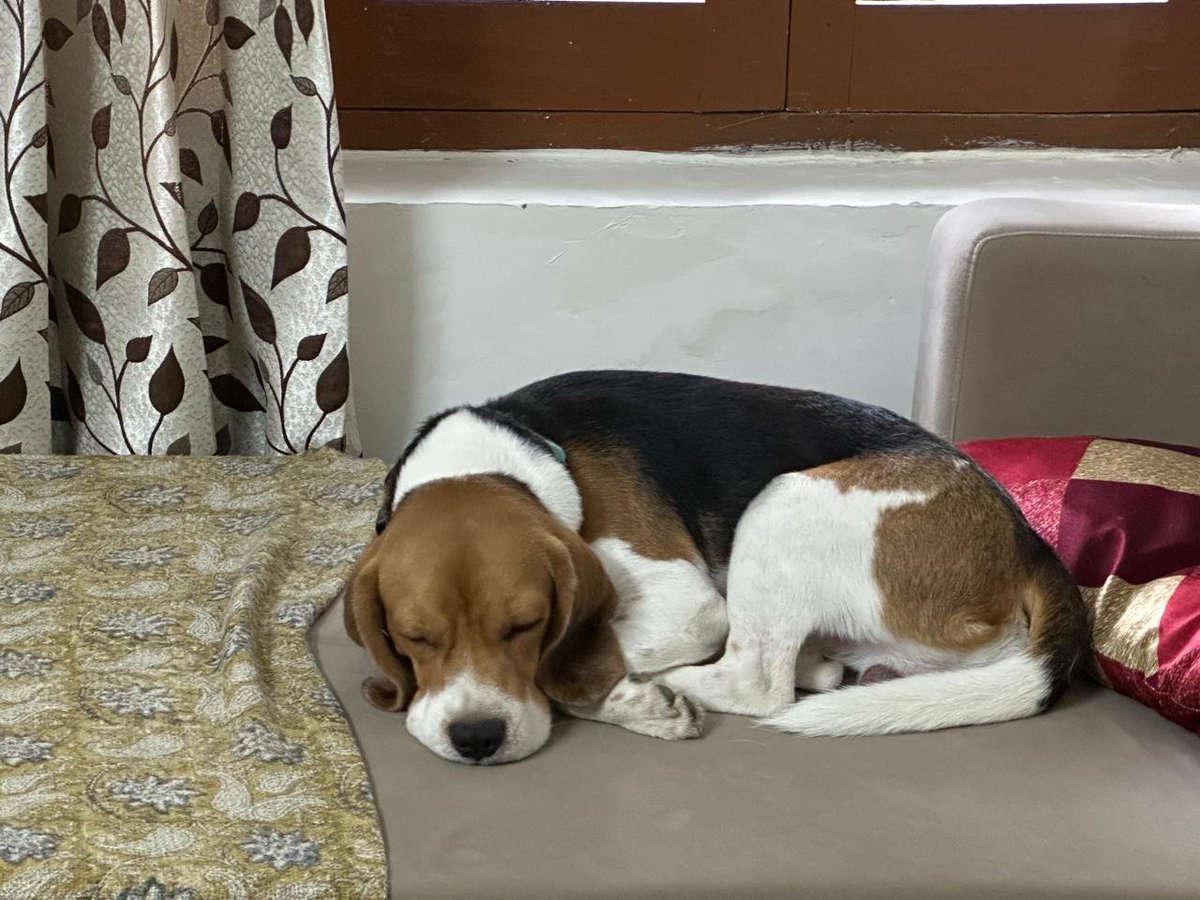 ruhaniiiwest's tweet photo. "yea I got that dog in me"
the dog in me: https://t.co/u1smuNj4Jq