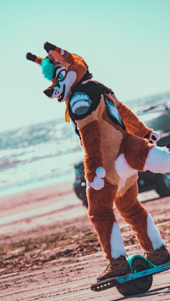 RealBluzee's tweet photo. A rare sight, foxes on the beach 🏖️ https://t.co/JrAMTiGP9E