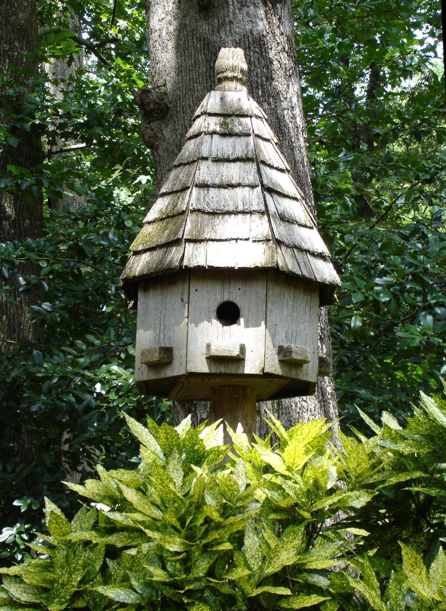 Getluminfit's tweet photo. #BIRDSTORY  #house https://t.co/KbRD8rrnBn