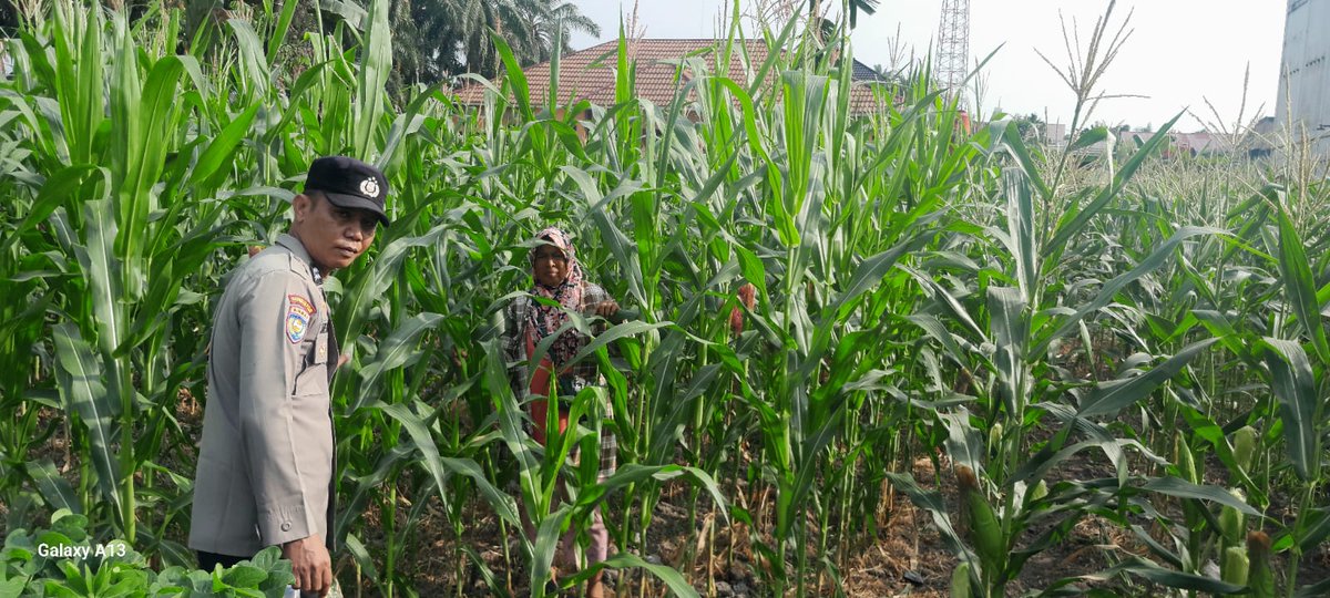 standbay21's tweet photo. Bhabinkamtibmas Kampung Lubuk Dalam  AIPTU Samuel Polsek Lubuk Dalam Polres Siak Polda Riau
Melaksanakan kegiatan pengecekan tanaman Jagung Pipil untuk mendukung ketahanan Pangan.

#ketahananpangan  #swasembadapangannasional #bidhumaspoldariau #greenpolicing #humaspolressiak https://t.co/mPADq3ALyL