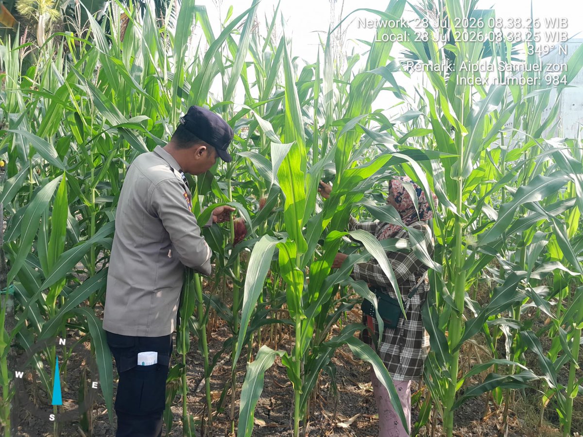 standbay21's tweet photo. Bhabinkamtibmas Kampung Lubuk Dalam  AIPTU Samuel Polsek Lubuk Dalam Polres Siak Polda Riau
Melaksanakan kegiatan pengecekan tanaman Jagung Pipil untuk mendukung ketahanan Pangan.

#ketahananpangan  #swasembadapangannasional #bidhumaspoldariau #greenpolicing #humaspolressiak https://t.co/mPADq3ALyL