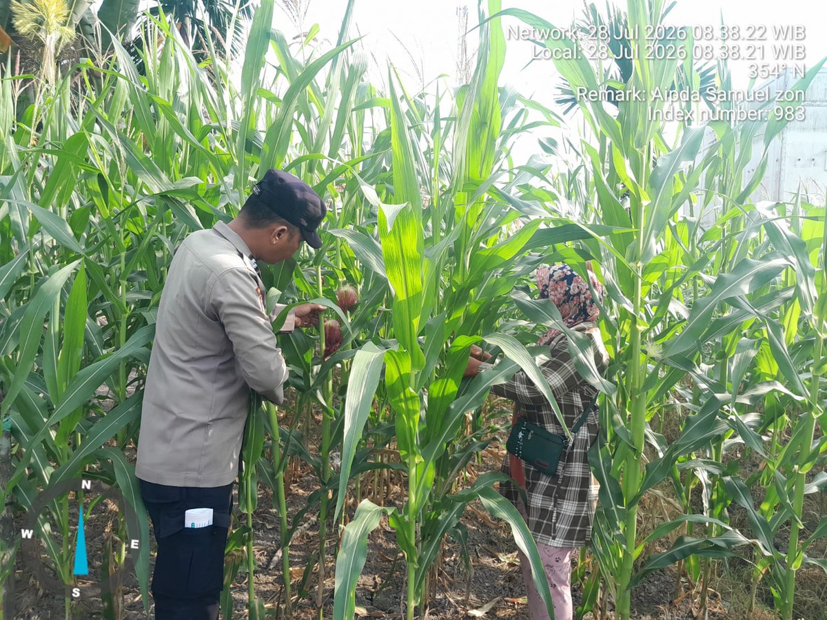 standbay21's tweet photo. Bhabinkamtibmas Kampung Lubuk Dalam  AIPTU Samuel Polsek Lubuk Dalam Polres Siak Polda Riau
Melaksanakan kegiatan pengecekan tanaman Jagung Pipil untuk mendukung ketahanan Pangan.

#ketahananpangan  #swasembadapangannasional #bidhumaspoldariau #greenpolicing #humaspolressiak https://t.co/mPADq3ALyL