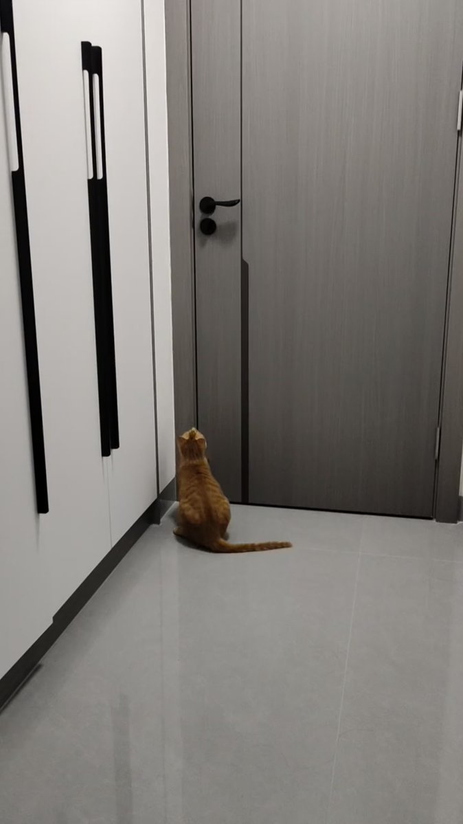 GenaBentlehmp's tweet photo. [加班晚归的雨天，一推开门就撞见毛团蹲在门口甩尾巴，所有疲惫瞬间被舔得干干净净]， https://t.co/YG3MrmRsVq