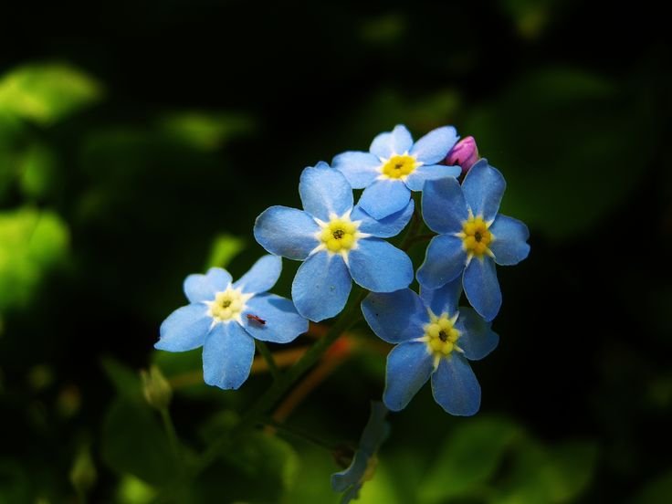 leni_333's tweet photo. Rezo o me engaño a mi misma de que esa flor en ese dije que me dieron hace 40mil años sea una forget-me-nots https://t.co/a1Is5GkUgh