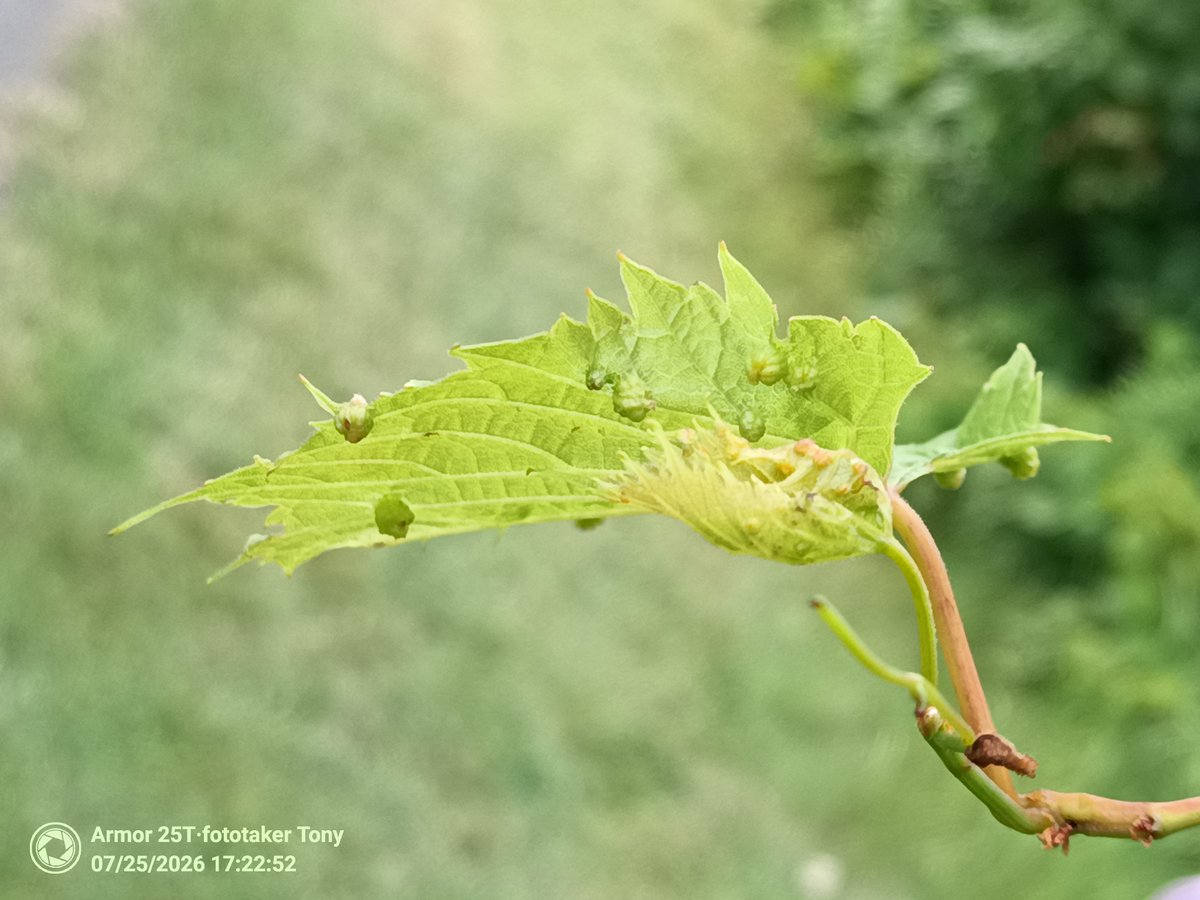 FototakerTony's tweet photo. Another breezy day test of my @UlefoneMobile #armor25T  unedited uncropped #sooc #handheld https://t.co/KEPTBCLumx