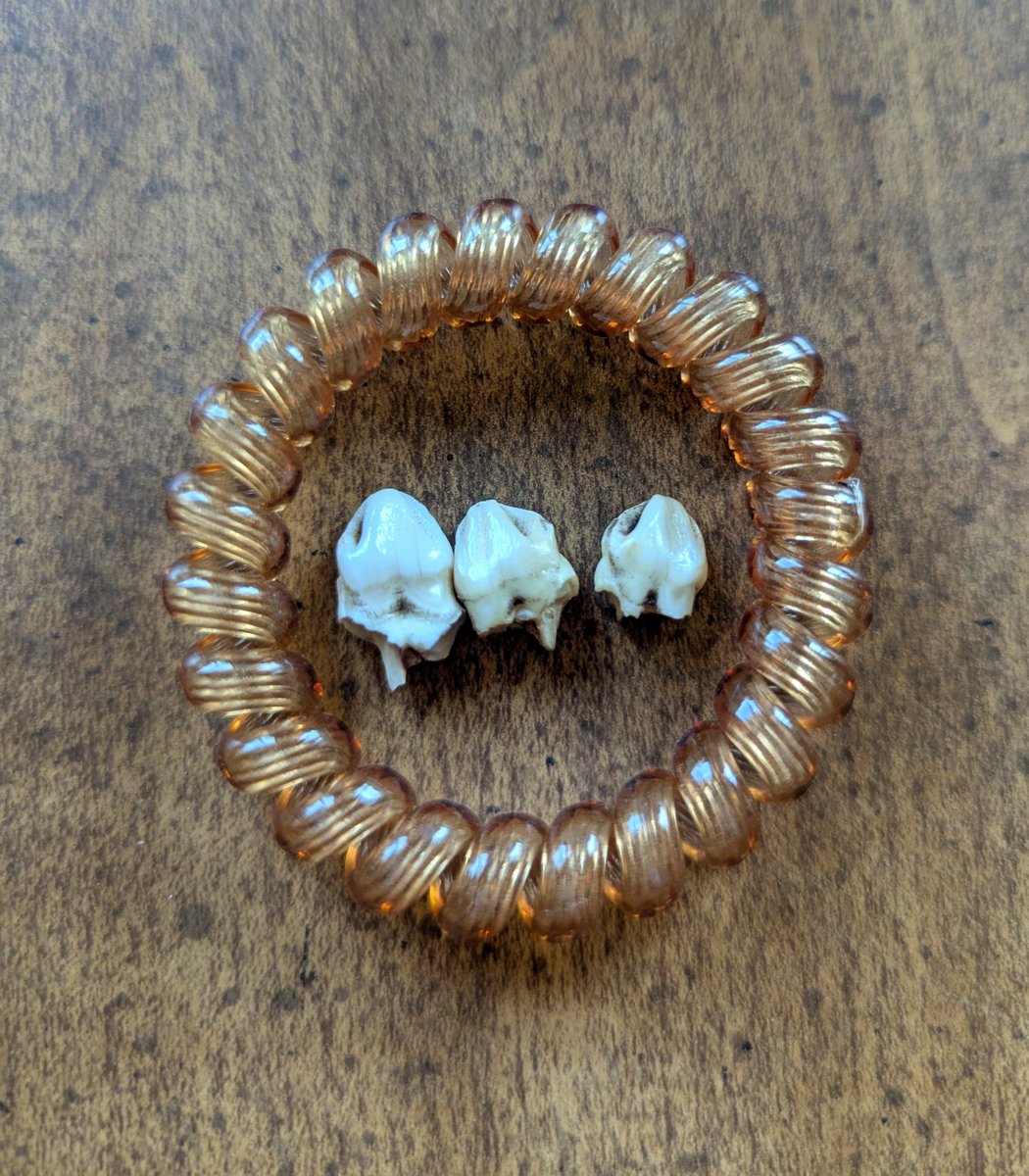 kaochinu's tweet photo. レア増えた！どうやらこれは牛の犬歯らしい🦷 https://t.co/XhXuWAJ0oD