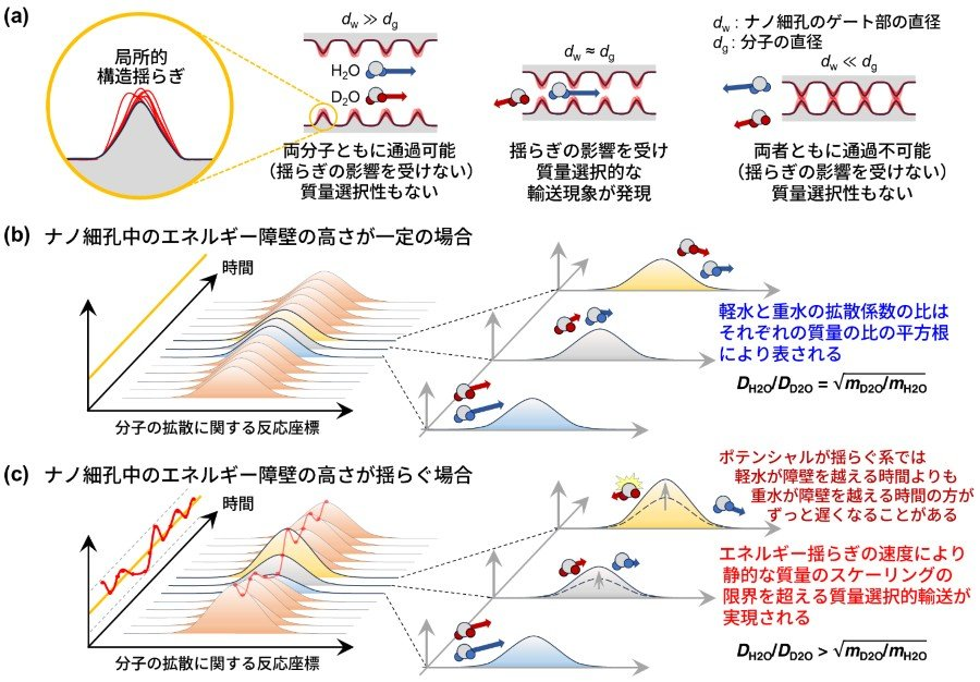 IMS1975's tweet photo. 【プレスリリース｜Nature Communications】 
ナノ細孔の「揺らぎ」がわずかに質量の違う分子を分ける
-動的ナノ細孔における質量選択輸���の新しい原理を解明-
（斉藤真司教授ら）
2026.07.28

詳細はこちら↓ 
https://t.co/eVmOw4eMpi https://t.co/vta6Q2DXHC